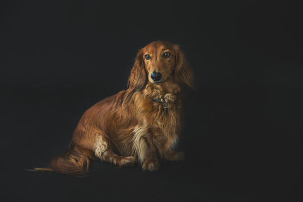 Dave- pet photo taken by our Auckland dog photographer