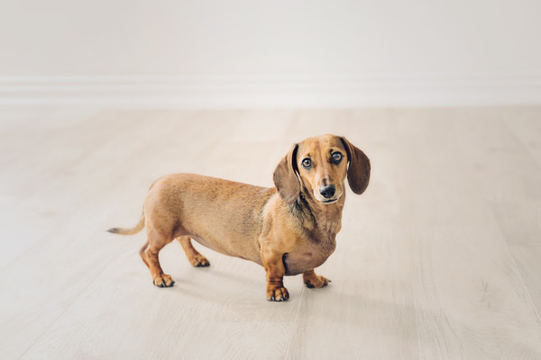 sausage dog photo taken by our Auckland dog and pet photographer