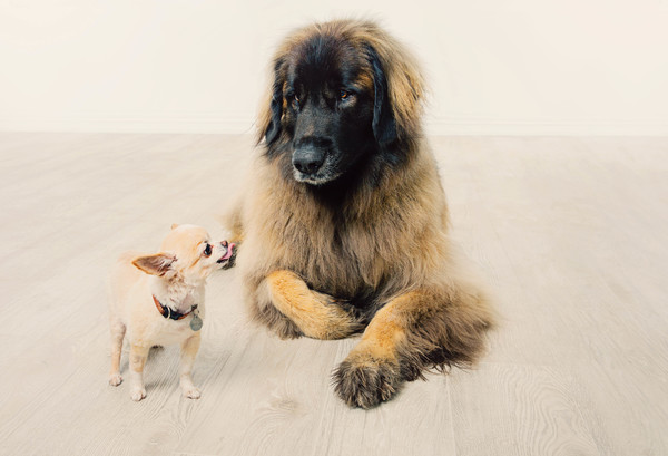 pet photography taken by our Auckland Dog photographer