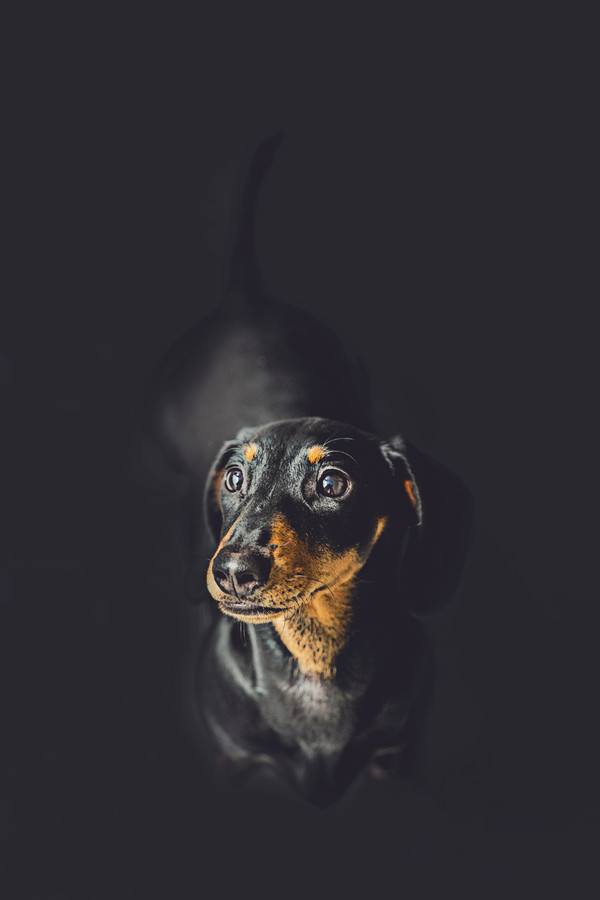 Pet portrait of Marcia taken by our Auckland dog photographer 